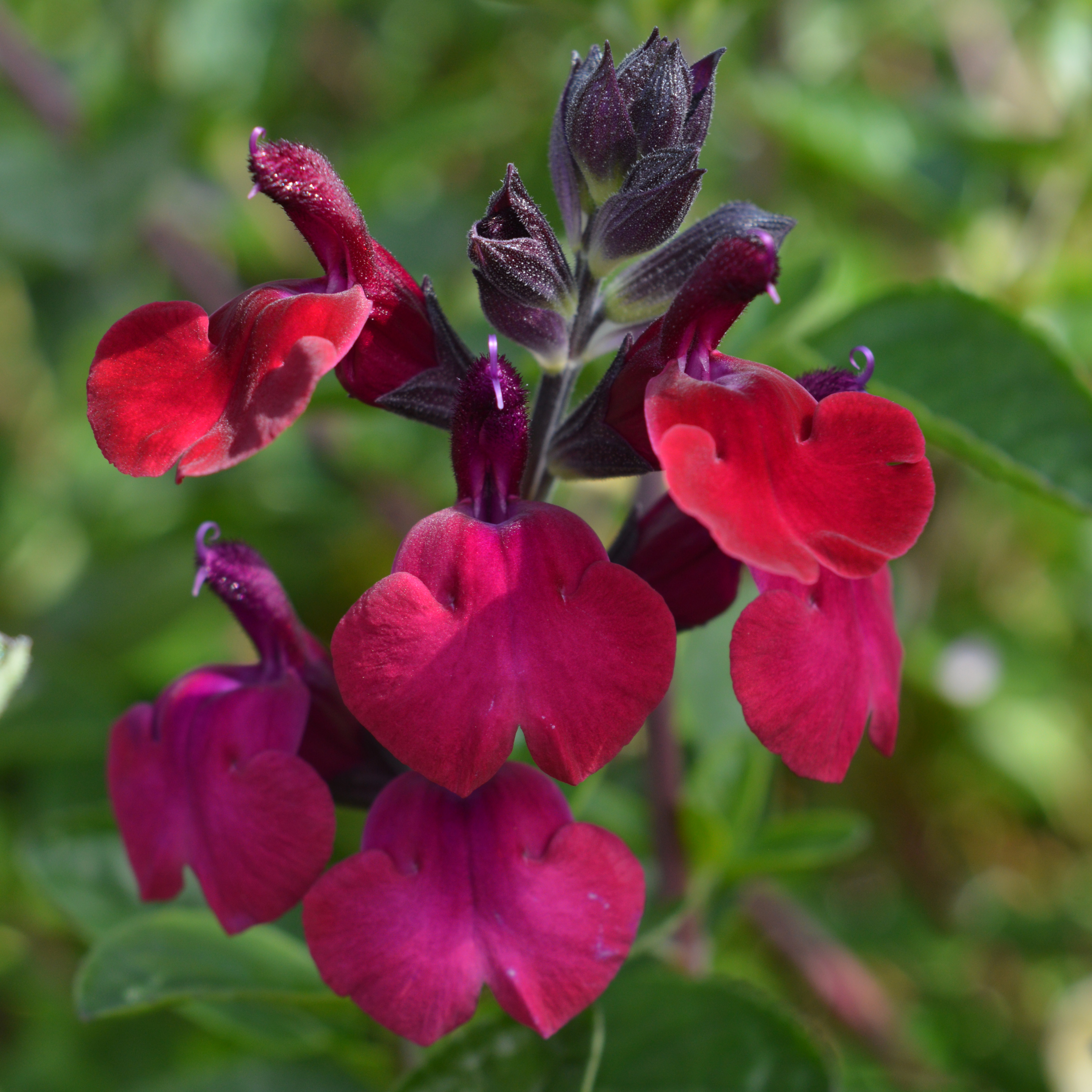 Salvia Royal Velours